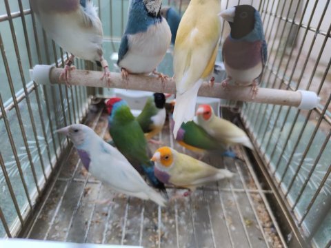 Gökkuşağı ispinozu - goldian finch