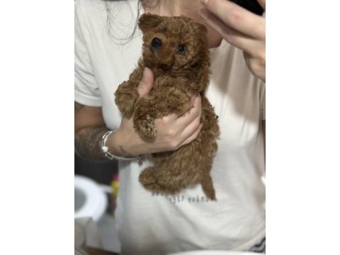 2,5 aylık orjinal toy poodle