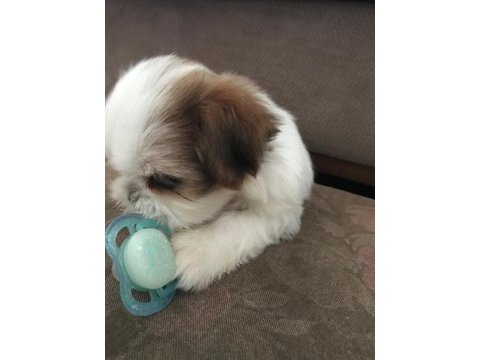 Çok tatlı shih tzu