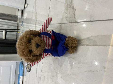 11 aylık aşıları tam uslu 3.5 kg dişi toy poodle
