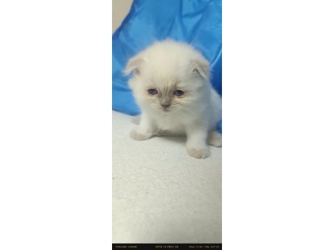 Blue point boncuk gözlü scottish fold