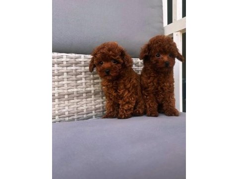 Toy poodle yavruları