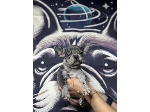 Tr’nin en büyük french bulldog çiftliğinden