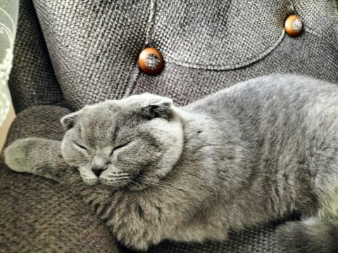 Scottish fold oğlumuz duman için eş arıyoruz