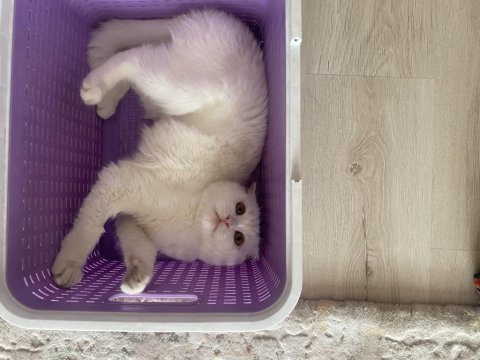 British shorthair kedimi sahiplendirmek istiyorum