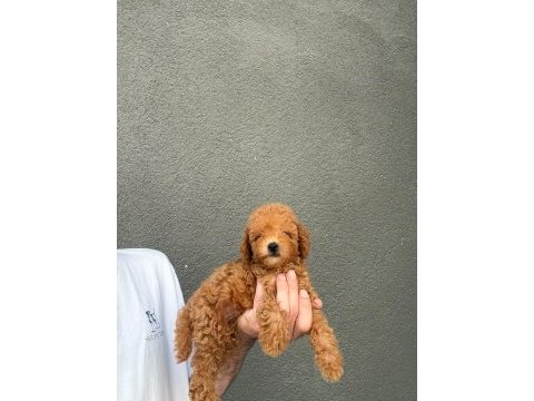 Sevimli poodle dostlarımız yeni yuvasını arıyor