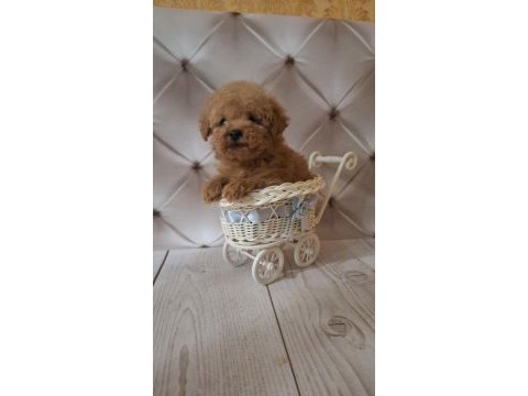 Son kalan toy poodle kalitesinde maltipoo yavrum