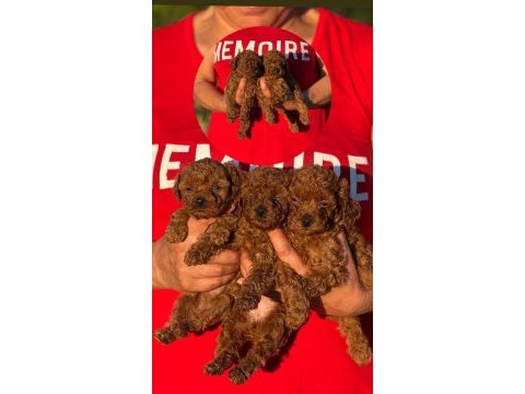 Teacup boy koreakan toy poodle bebekler kg garantili
