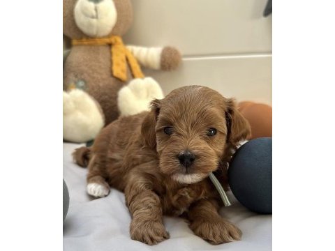 Kızıl maltipoo yavruları