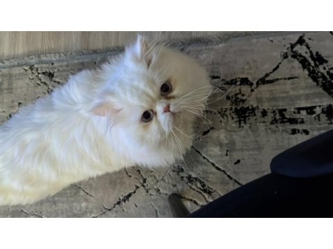 Çiftleştirme persian