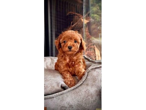 Toy poodle red brown