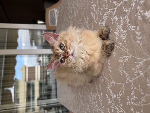 British longhair ny25 erkek yavrumuza yuva arıyoruz.