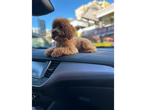 Kore toy poodle köpeği