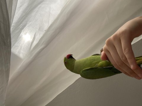 5 aylık pakistan papağanı