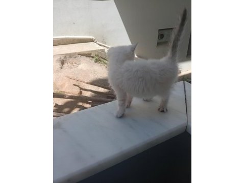 Erkek yavru kedimiz