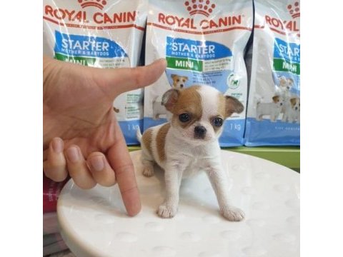 Dünya tatlısı chihuahua yavruları