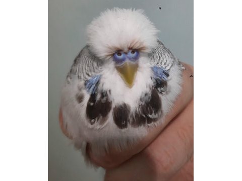 Show jumbo muhabbet kuşu erkek