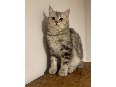 Beş aylık british shorthair erkek