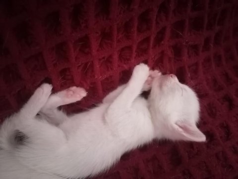Onunla beraber büyüyeceğiniz minnak bir van kedisi