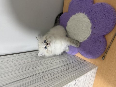 British longhair paşam hazır