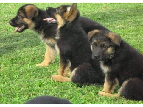 Ruhsatlı resmi işletmeden taksit avantajıyla k9 alman kurdu