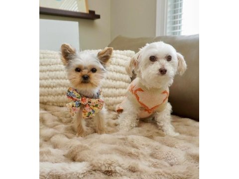 Teacup en minik boy yorkshire terrier