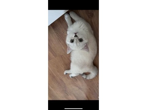 4 aylık british shorthair bütün malzemeleri ile verilecek