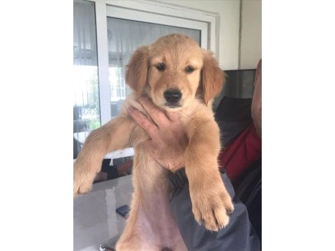 2,5 aylık golden retriever kızımız yeni ailesini arıyor