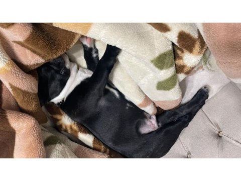 5 aylık fransız bulldog erkek