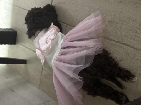 Poodle 5 aylık erkek