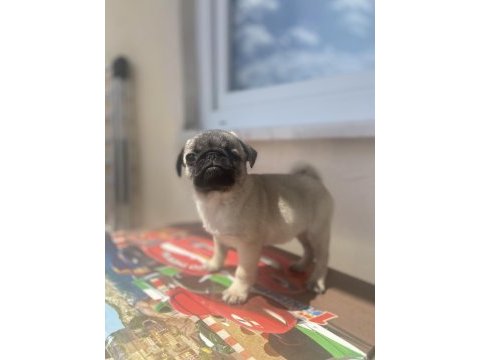 Pug 2 aylık