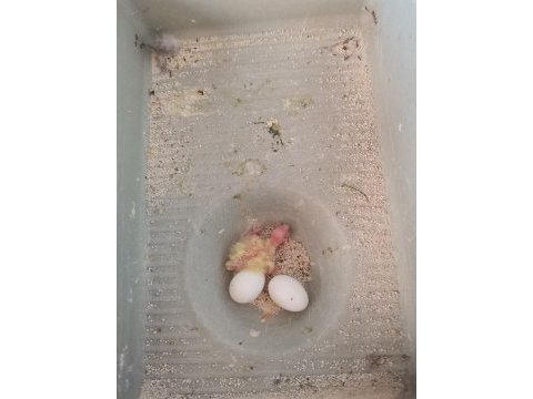 Sultan papağanı takımı