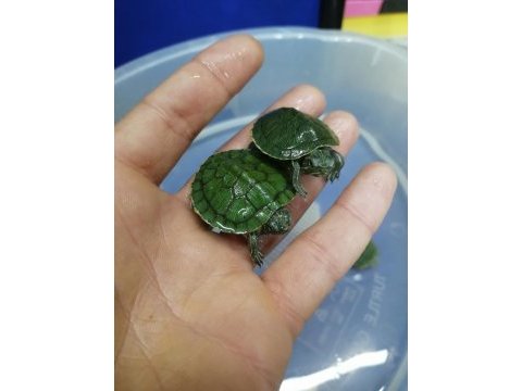 2 tatlı bebek su kaplumbağası
