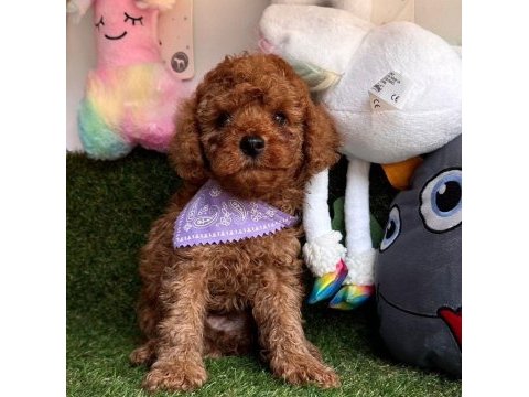 Safkan toy poodle bebekler