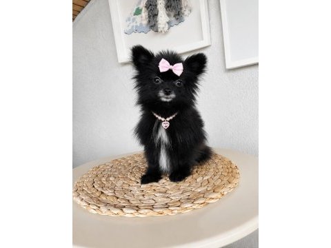 Türkiye'de bulunan en minik pomeranian 1.120 kilogram