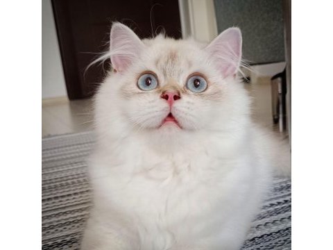 Full şecereli 4 aylık british longhair