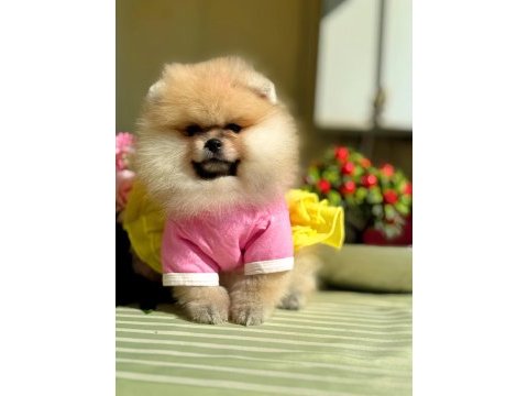 Bal gibi dışı pomeranian boo