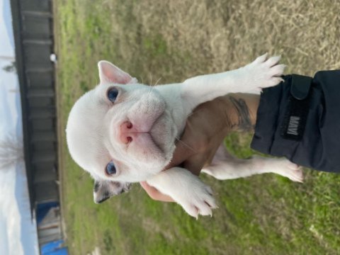 French renkli gözlü french bulldog