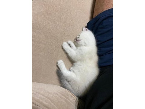 British shorthair 2 aylık erkek