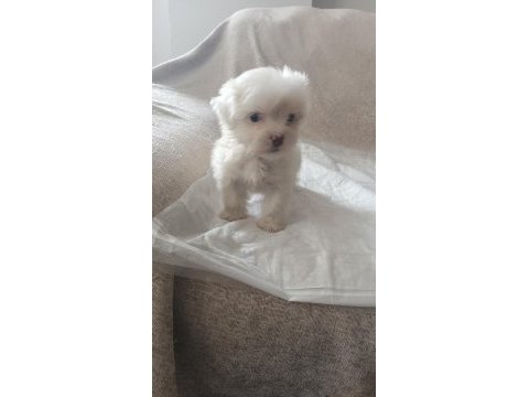 Orjinal maltese terrier bebekler
