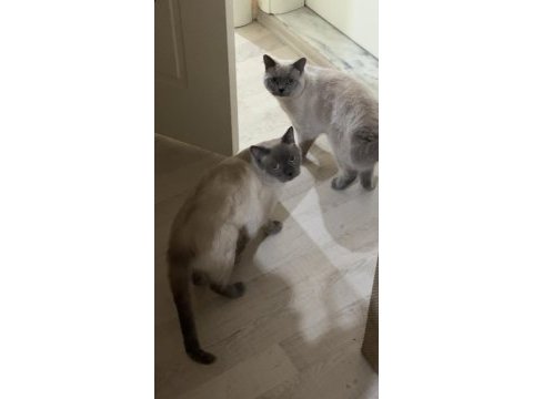 Blue point british shorthair