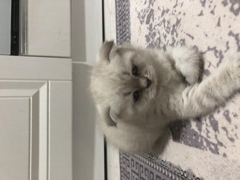 2,5 aylık yavru scottish fold