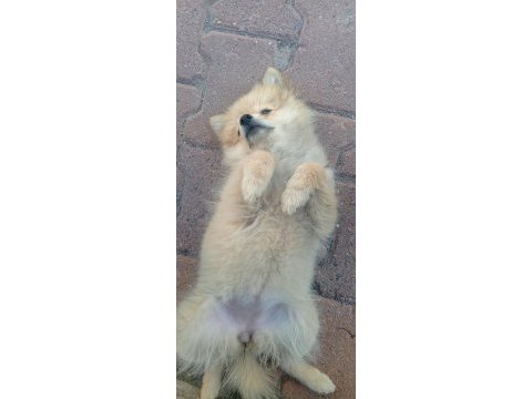 4 aylık pomeranian