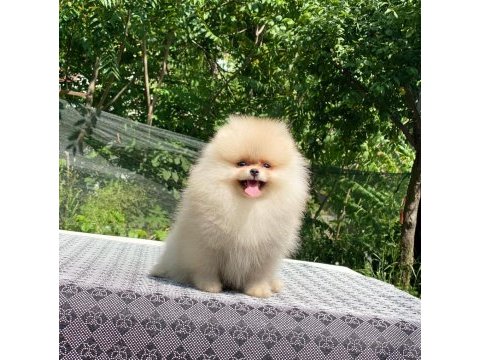 4 aylık dişi ayı surat garantili pomeranian