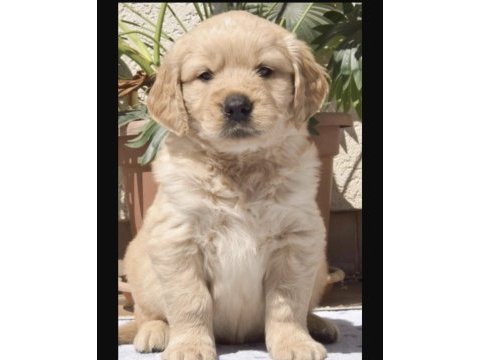 Golden retriever cinsi köpeğimiz