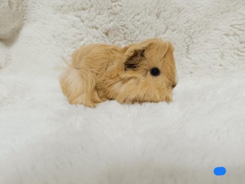 Guinea pig bebeklerimiz