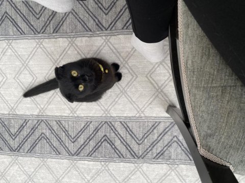 Acil sahiplendirme siyah scottish fold