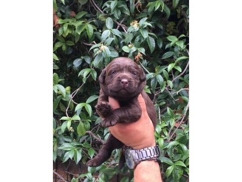 Labrador yavrular