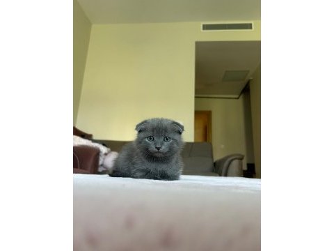 Dişi scottish fold