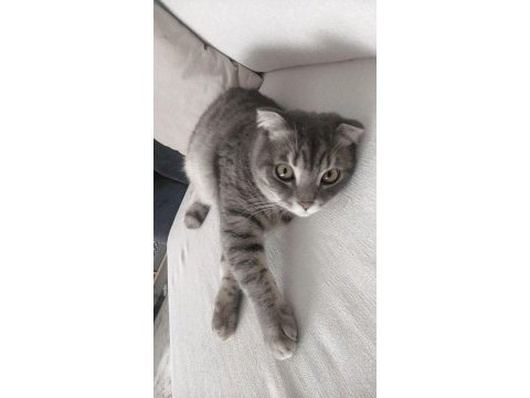 Scottish fold oğlumuzu sahiplendiriyoruz